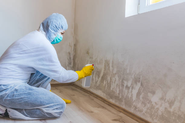 Licensed Mold Remediation service in Pennsylvania, PA - WQB Mold Removal